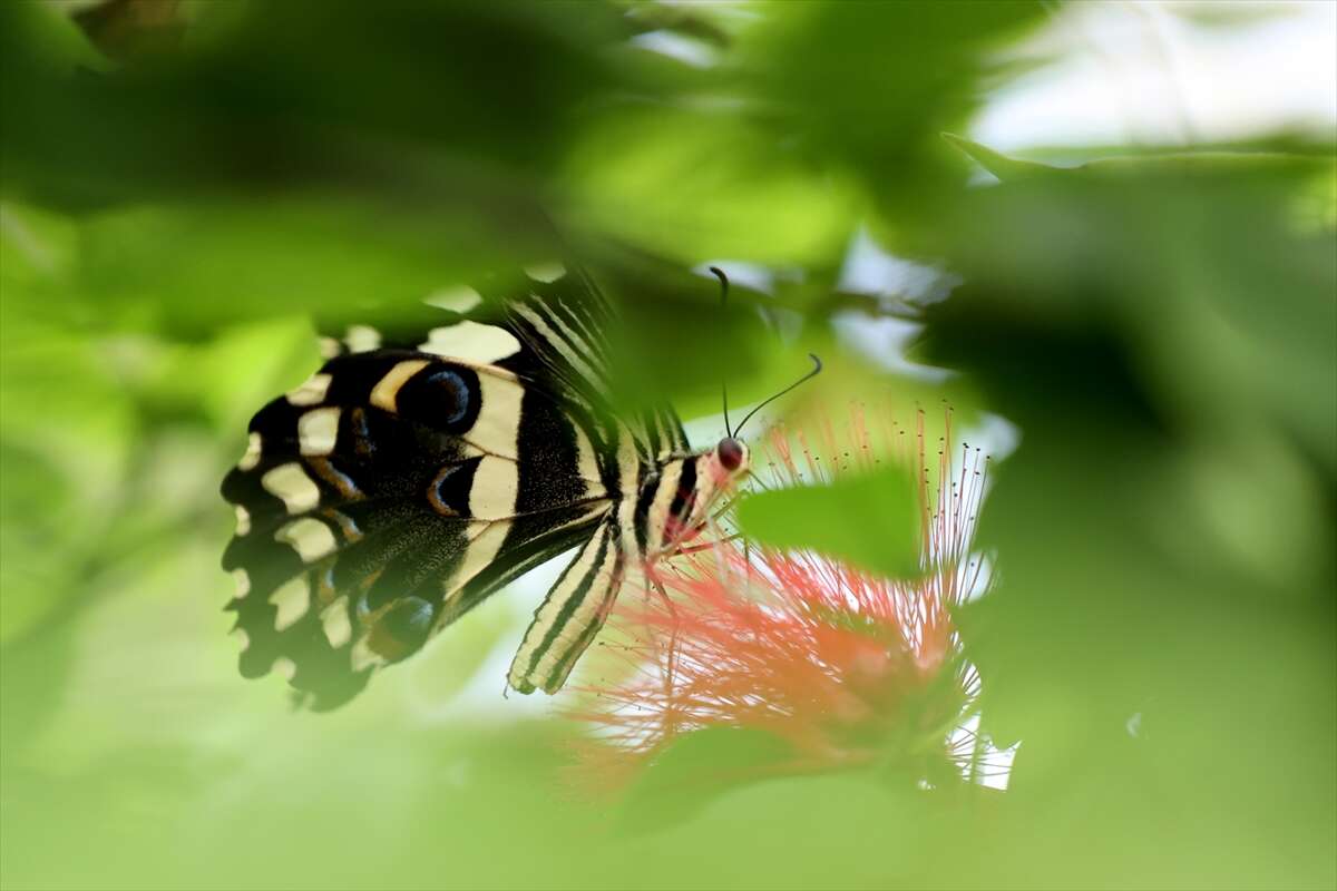 Şebi Arus için gelenler Konya’nın ünlü mekanında huzur bulacak 8